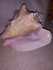 Conch shell horn for sale  Vineland