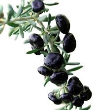 Seed organic black for sale  Kingsburg