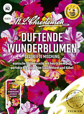 Wunderblume gestreifte mischun gebraucht kaufen  Wuppertal