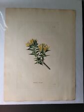 Original 1800s print for sale  Saint Helena Island