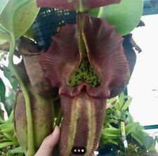 Nepenthes robcantleyi hort.car for sale  Dallas