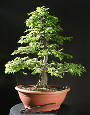 großer bonsai gebraucht kaufen  Wandlitz