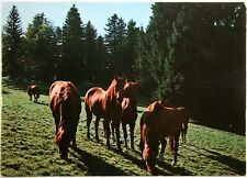 Pferde postkarte freiberger gebraucht kaufen  Langen