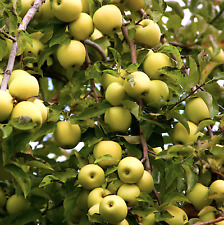 Golden delicious apple for sale  Duluth