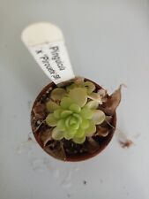 Pinguicula pirouette 2 for sale  SHEFFIELD