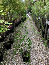 Betula youngii weeping for sale  SPALDING