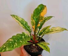 Philodendron ring fire. for sale  NOTTINGHAM