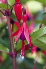 Fuchsia popple winterharte gebraucht kaufen  Westerstede