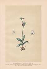 Litografia Ophrys Fusca Var Iricolor - Regenbogen-Ragwurz de 1894 orquídeas comprar usado  Enviando para Brazil