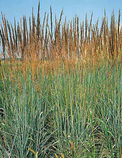Indian grass perennial for sale  Phoenix