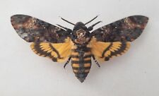 Acherontia atropos death for sale  YEOVIL