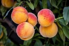 Georgia bell peach for sale  Mount Vernon