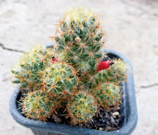 Mammillaria prolifera cactus for sale  Shipping to Ireland