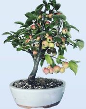 bonsai larice usato  Verdello