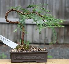Samen baum bonsai gebraucht kaufen  Calw