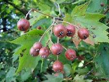Elsberry sorbus torminalis for sale  Shipping to Ireland