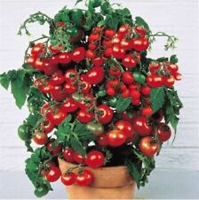 Busch tomaten schnellwüchsige gebraucht kaufen  Kaiserslautern