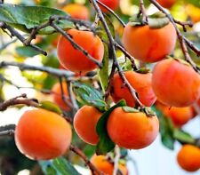 fruit persimmon trees for sale  Seffner