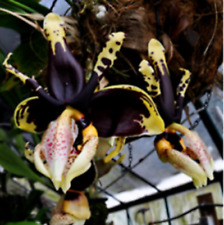 Espèce orchidée stanhopea d'occasion  Paris XV