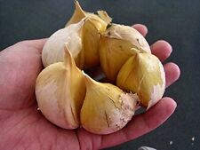 Garlic elephant 0.15 for sale  Corte Madera