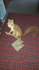Stunning real taxidermist for sale  SCUNTHORPE