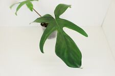 Philodendron florida beauty for sale  Garden City