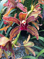 Orchid orquídea Cymbidium beatriz kunning (young plants) (27 Sr) segunda mano  Embacar hacia Spain