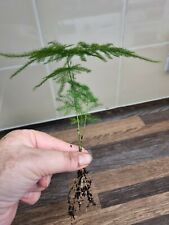 Asparagus fern plant for sale  LONDON