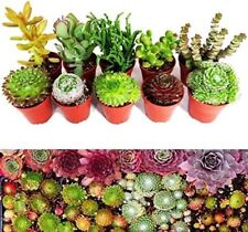 succulents for sale  GLASGOW