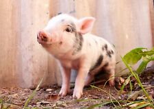 Cute piglet poster for sale  SELBY