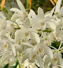 Dendrobium delicatum fragranza usato  Spedire a Italy
