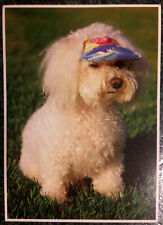 Bichon frise visor d'occasion  Beaumont-de-Lomagne