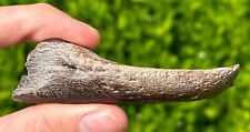 Rare fossil protostega for sale  Coppell