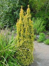 Taxus baccata david for sale  SOUTHAMPTON