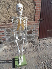 Somso skelett modell gebraucht kaufen  Leipzig