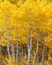  3-50 Quaking Aspen Trees (Populus tremuloides) Live Bareroot 18-24 Inches Tall , used for sale  Albany