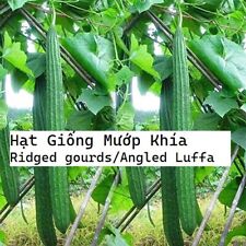 20+ Hạt Mướp Khía Ridged gourds/Angled Luffa/Chinese Okra/Sponge gourds/Luffa ac for sale  Shipping to South Africa