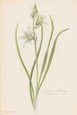 Ornithogalum Nutans Milchsternfarbdruck From 1954 Felsko, used for sale  Shipping to South Africa