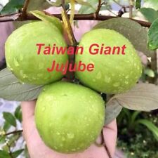 Taiwan giant jujube for sale  Winter Park