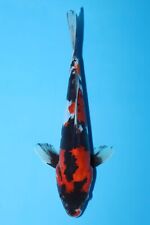 showa koi for sale  SIDCUP