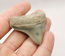 Kleiner hellblauer megalodon gebraucht kaufen  Puchheim