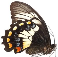 Papilio gambrisius ssp gebraucht kaufen  München
