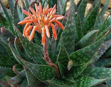 Aloe maculata robusta for sale  Highland