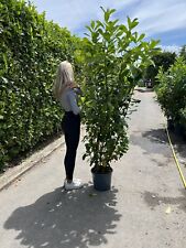 7ft instant hedge for sale  CHICHESTER