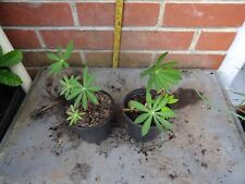 2 Lupin plants in 10.5cm pot approx.. for sale  SOUTHAMPTON