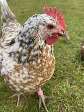 Hatching eggs purebred for sale  Shipping to Ireland