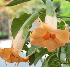 Angel Trumpet Orange (Brugmansia suaveolens Orange) 25 Plant Seeds for sale  Shipping to South Africa