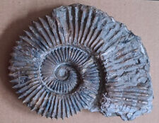 Ammonit aegocrioceras . gebraucht kaufen  Wedemark