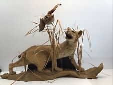 Bobcat taxidermy mount for sale  Forney