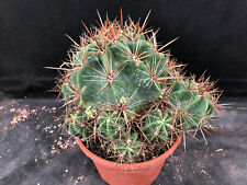 Ferocactus robustus vivaio usato  Massafra